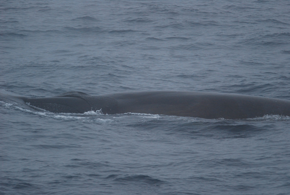 fin whale