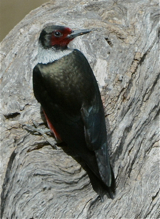 Lewis's woodpecker