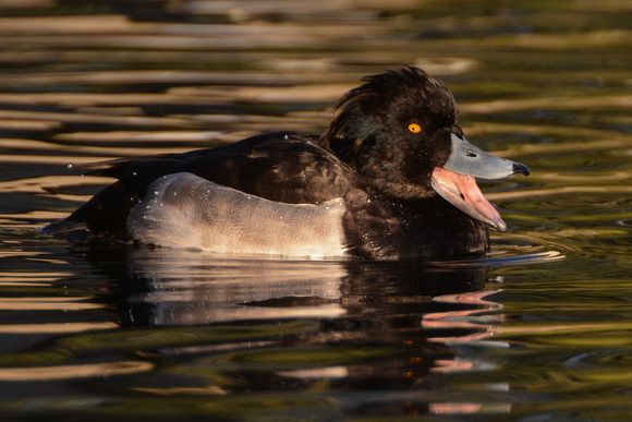 Tufted Duck-male