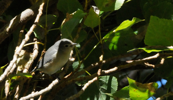1st Lucy's Warbler (Oreothlypis luciae) in shadow