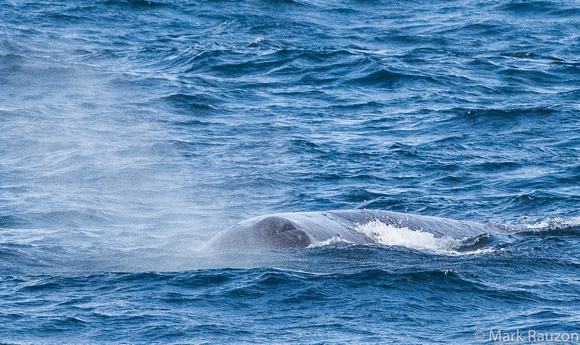 Sperm Whale