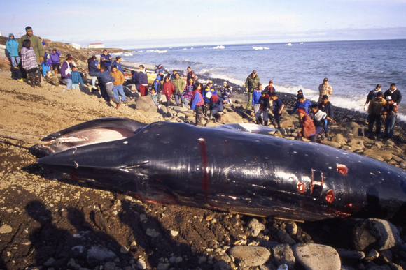 Minke Whale, St. Lawrence I.