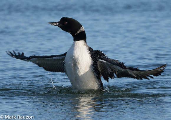 Common Loon stretching