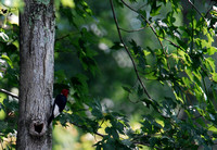 Red-headed Woddpecker