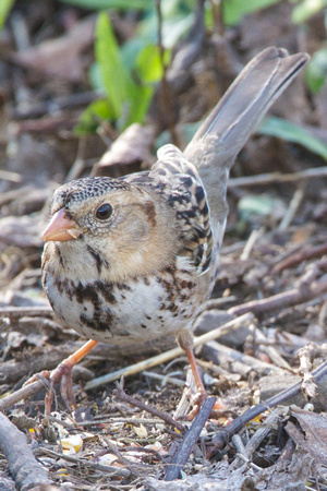 Harris's Sparrow-immature (Zonotricia querula)
