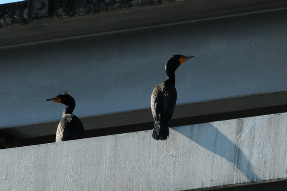 double-crested cormorants on richmond bridge
