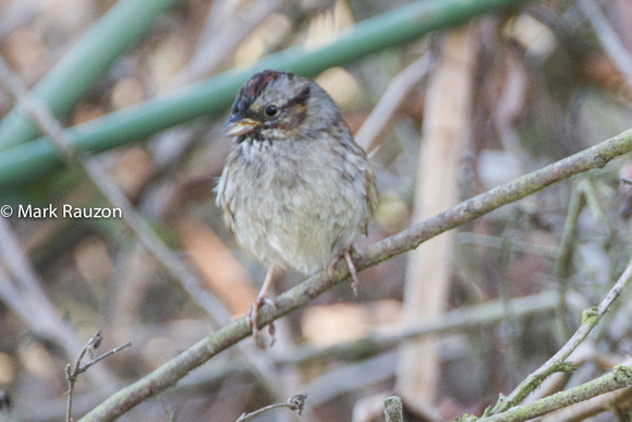 Swamp Sparrow w/ gummed up face