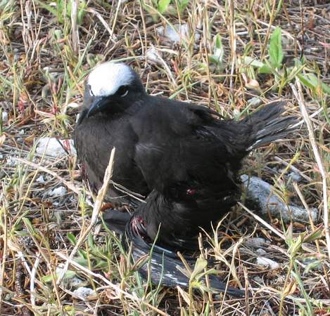 rat-chewed wings on fledgling black noddy