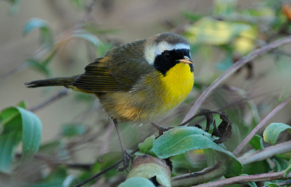 Yellowthroat- male