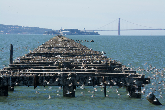 Shorebirds on Berkeley Pier