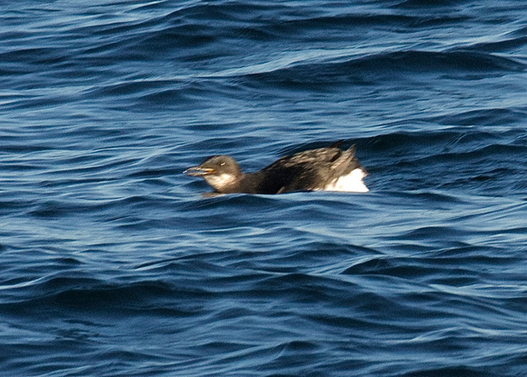 Thick-billed Murre- winter