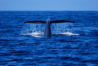 blue whale about to fluke #3