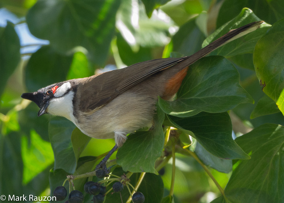 Red-whiskered Bulbul- introduced cage birds from SoCal showed up in NORCAL.