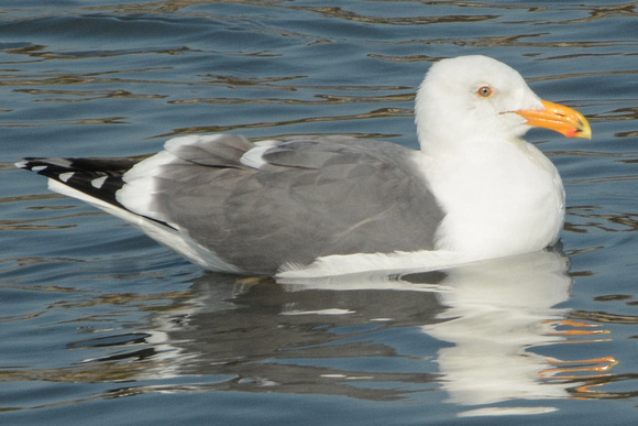 western gull w/ enhanced coloration