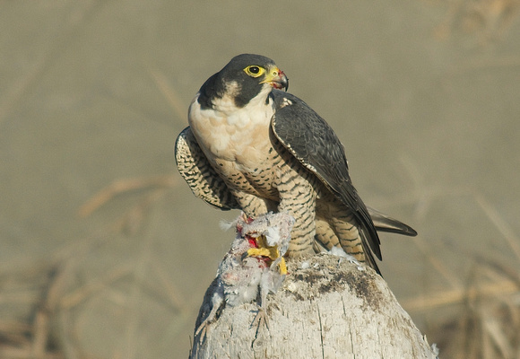 Peregrine falcon eating Eurasian collared dove