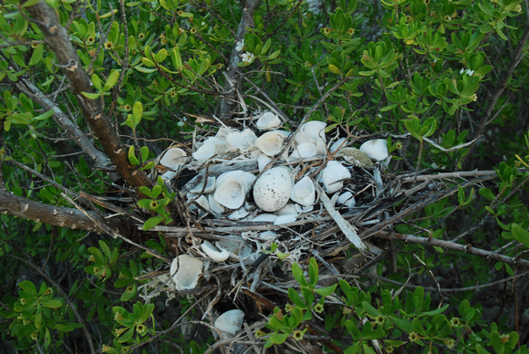 brown noddy nest in Pemphis scrub