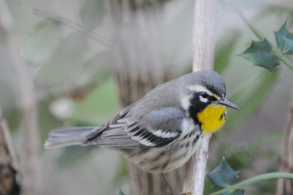 Yellow-throated Warbler with puffed out throat