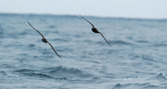 Pink-footed and flesh-footed shearwaters