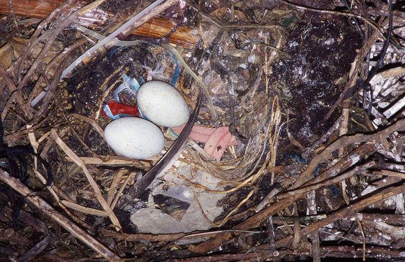 Double-crested cormorant nest using condom and balloons