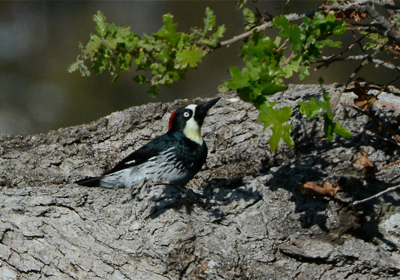Acorn Woodpecker at drinking pool