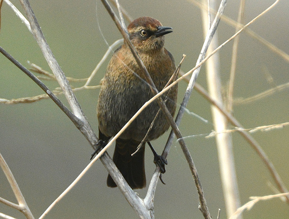 Rusty Blackbird - female