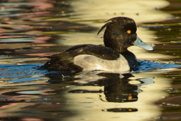 Tufted Duck returns 24 out of the last 37 years