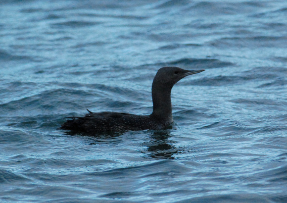 red-throated loon-immature