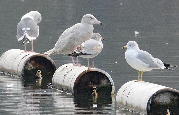 Western, Glaucous, Mew and Ring-billed Gulls