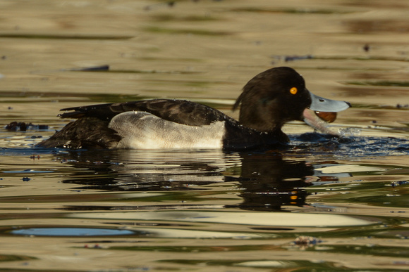 Tufted Duck eating a clam