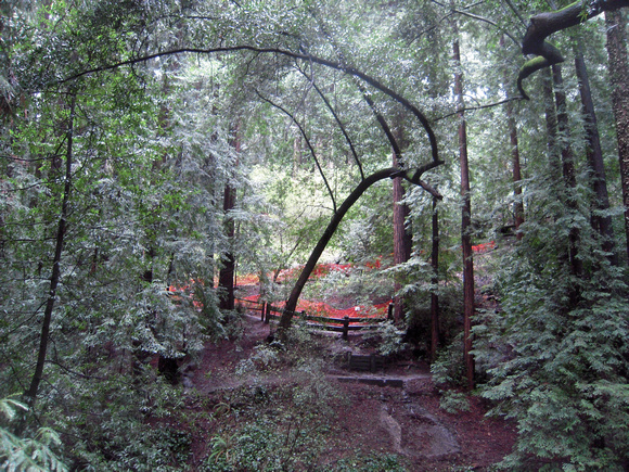 Redwood restoration site