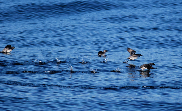 cassin's auklets