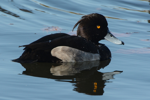 tufted duck- male