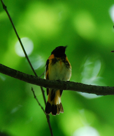 American Redstart singing
