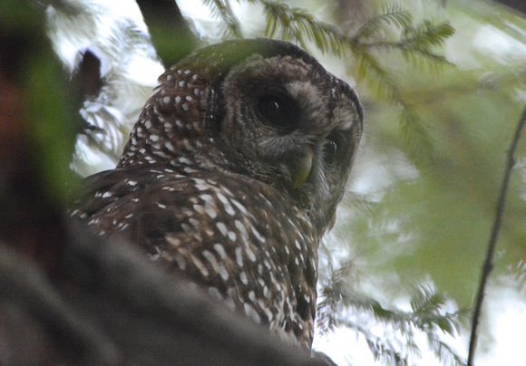 Northern Spotted Owl