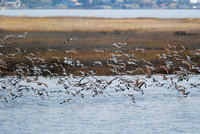 godwits and willets,