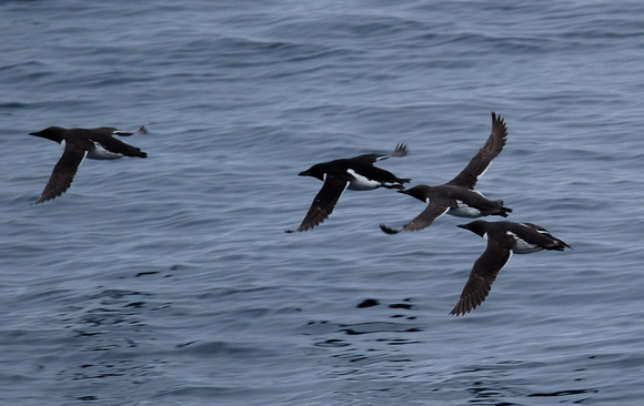3 thick-billed and 1 common murre