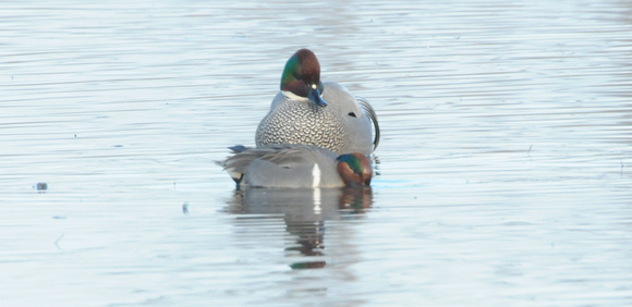 falcated duck with green winged teal