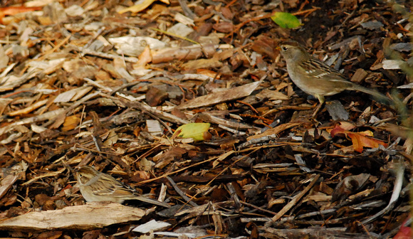 Clay-colored and White-crowned Sparrows