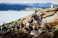 Sister Island Pelicans