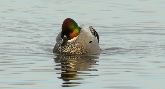 One Last Look at the Falcated Duck (Anas falcata)