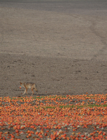 persimmon landscape w/ coyote