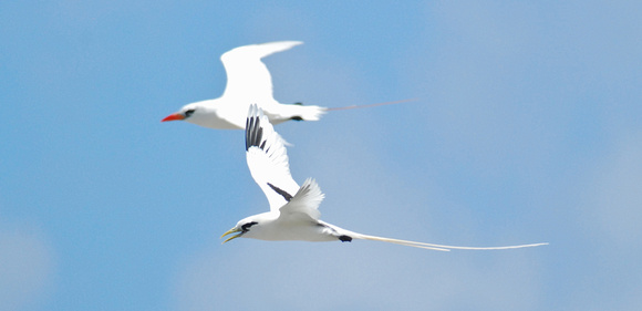 White and Red-tailed Tropicbirds