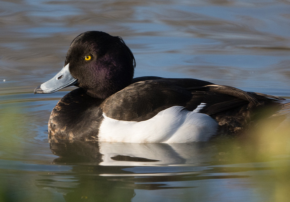 Tufted Duck - male