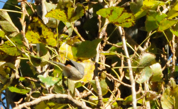 Lucy's Warbler (Oreothlypis luciae) in sun