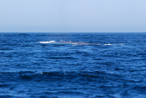 typical view of blue whale rolling at surface