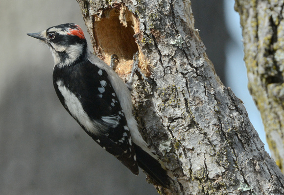 Downy Woodpecker-male at nest hole