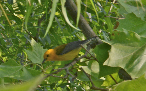 prothonotary warbler- male