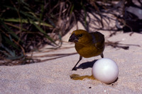 Laysan Finch, eating petrel egg.