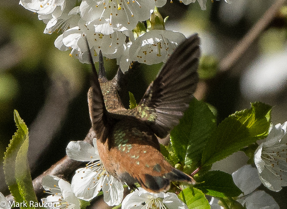 Allen's Hummingbird- female at plum flowers