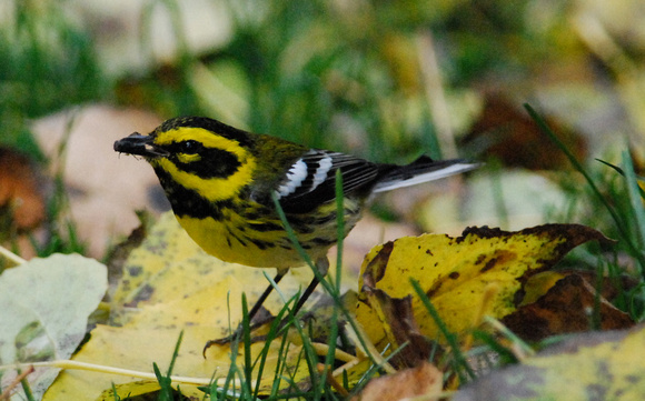Townsend's Warbler (male) with a fly
